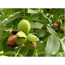 Саженцы грецкого ореха купить в алматы плодовое дерево в казахстане питомник растений Rostok
